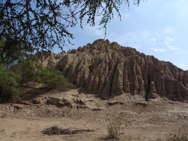 pomac forest