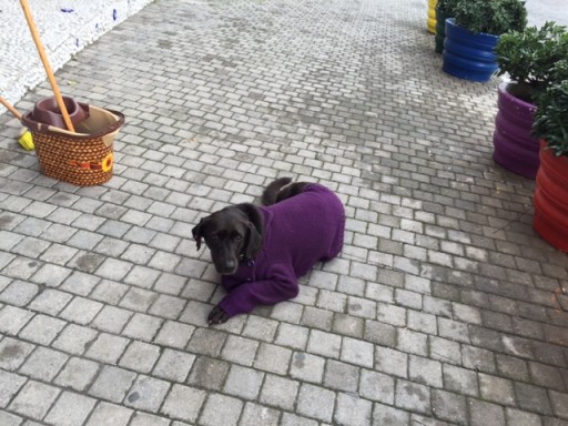 Purple jumper